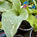 Funkia (Hosta plantaginea) ´BIG DADDY´ - výška 10-15 cm, kont. C2L